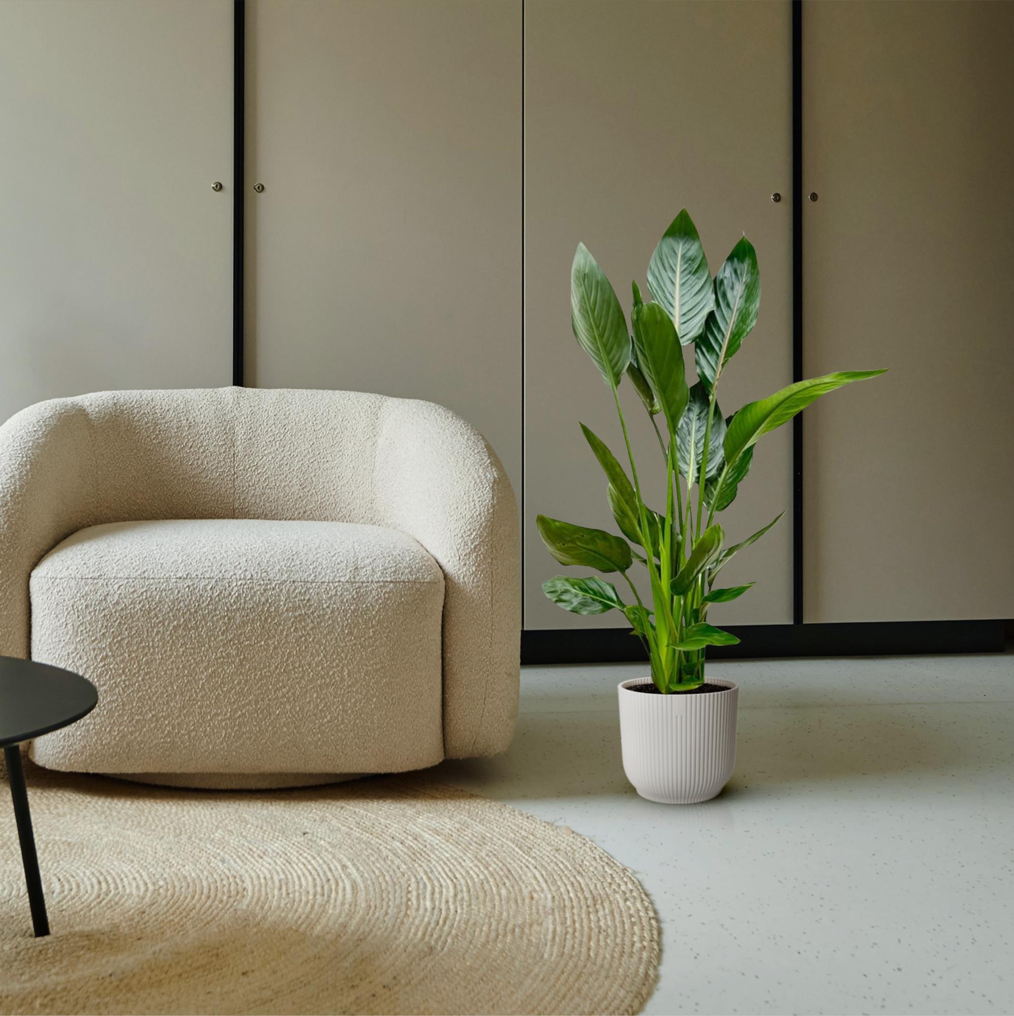 Strelitzia Reginae - 100 cm - Ø21