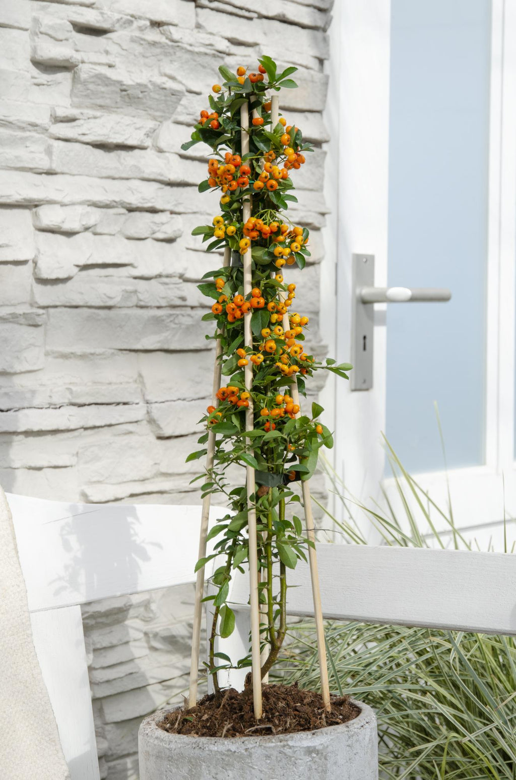 3x - Pyracantha 'Orange Glow' - ↨65cm - Ø15
