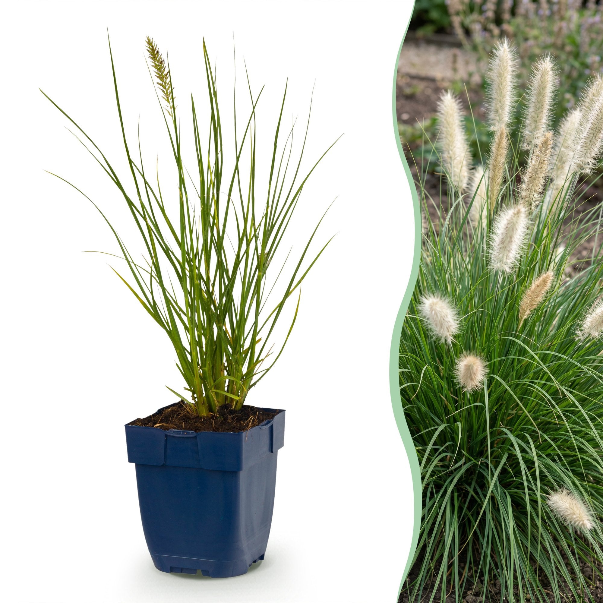 Grassen - Pennisetum alop. Little Bunny - Lampenpoetsergras - Met Pluim - Groen - 6 Planten - Pot 11cm - Hoogte 15-25cm