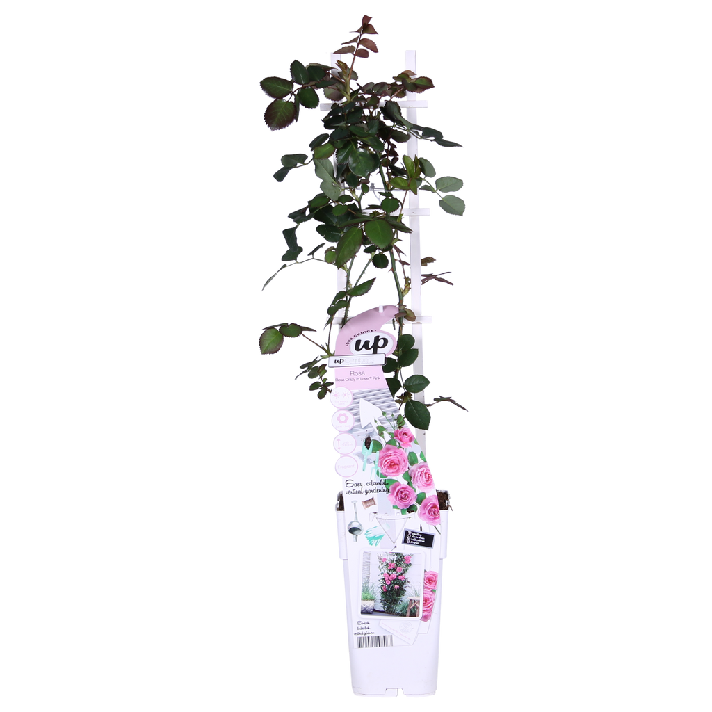 Rosa Crazy in love 'Pink' - Roze Roos - Ø15cm - ↕65cm