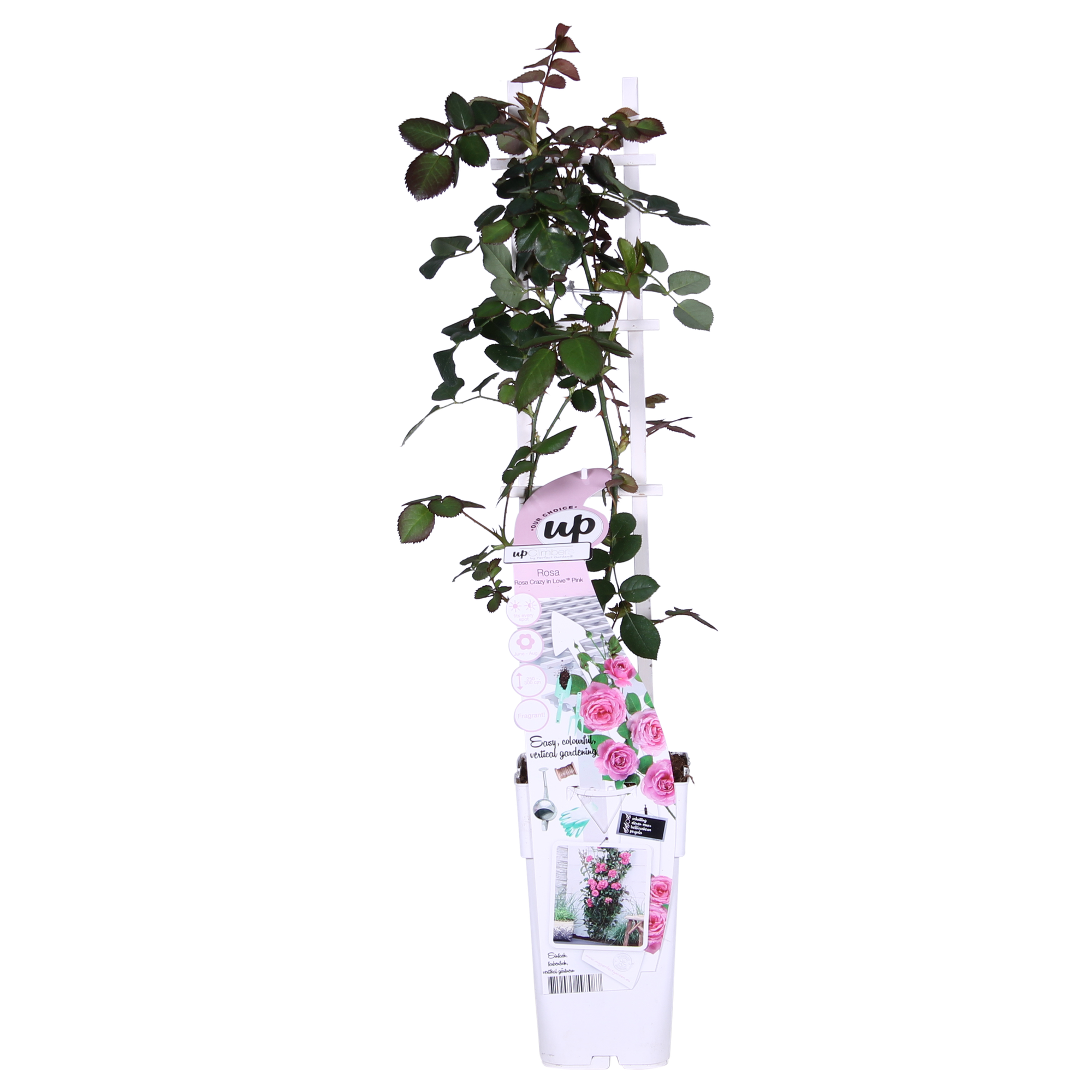 Rosa Crazy in love 'Pink' - Roze Roos - Ø15cm - ↕65cm