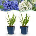 Vasteplant - Agapanthus Duo - Afrikaanse Lelie - Bijen en Vlinderlokkers - Blauw - Wit - 6 Planten - Pot 11cm - Hoogte 15-25cm