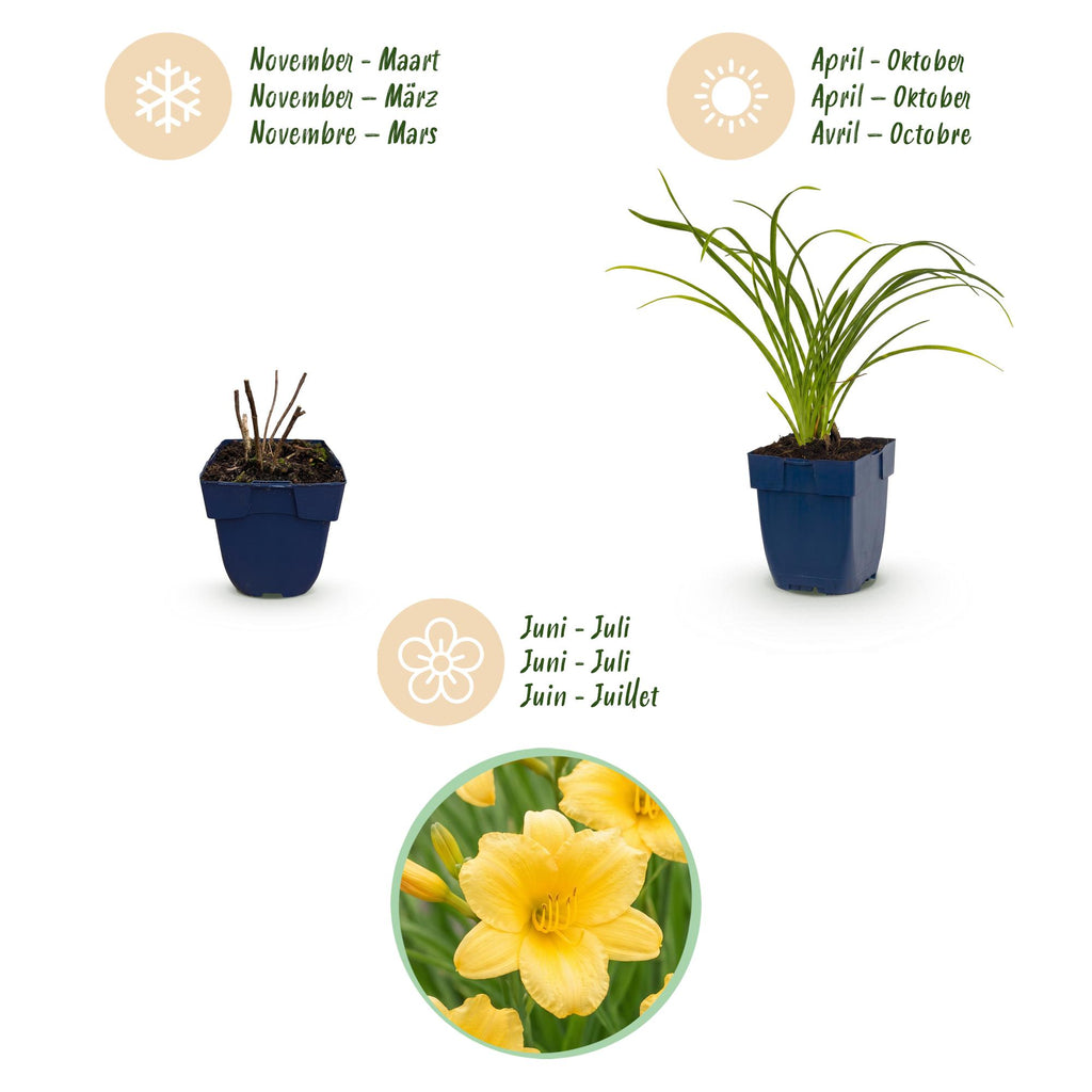 Vasteplant - Hemerocallis Stella d'Oro - Daglelie - Bijen en Vlinderlokkers - Geel - 12 Planten - Pot 11cm - Hoogte 15-25cm