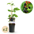 Fruitplant - Braam - Rubus Black Satin - Zwarte Braam - Doornloos - 2 planten -  Pot 11cm Hoogte 40cm