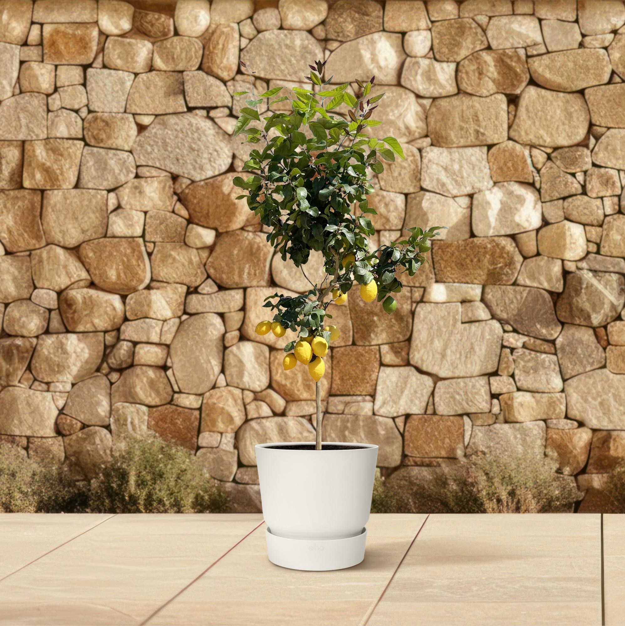 Citroenboom - 150 cm - ø30