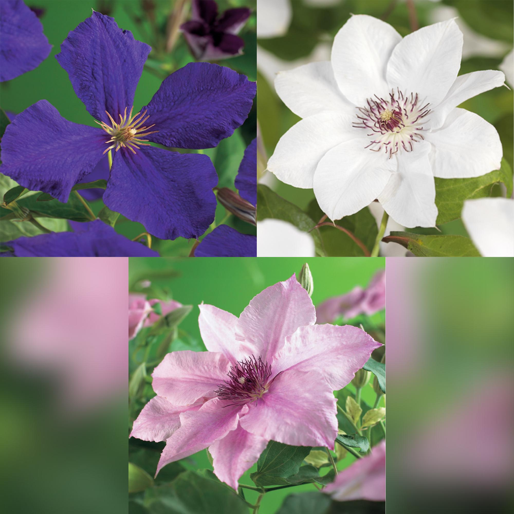 Klimplant - Clematis Tricolour  - Bloem Roze Wit Paars - Weinig onderhoud - 3 planten - Pot 11cm Hoogte 40cm