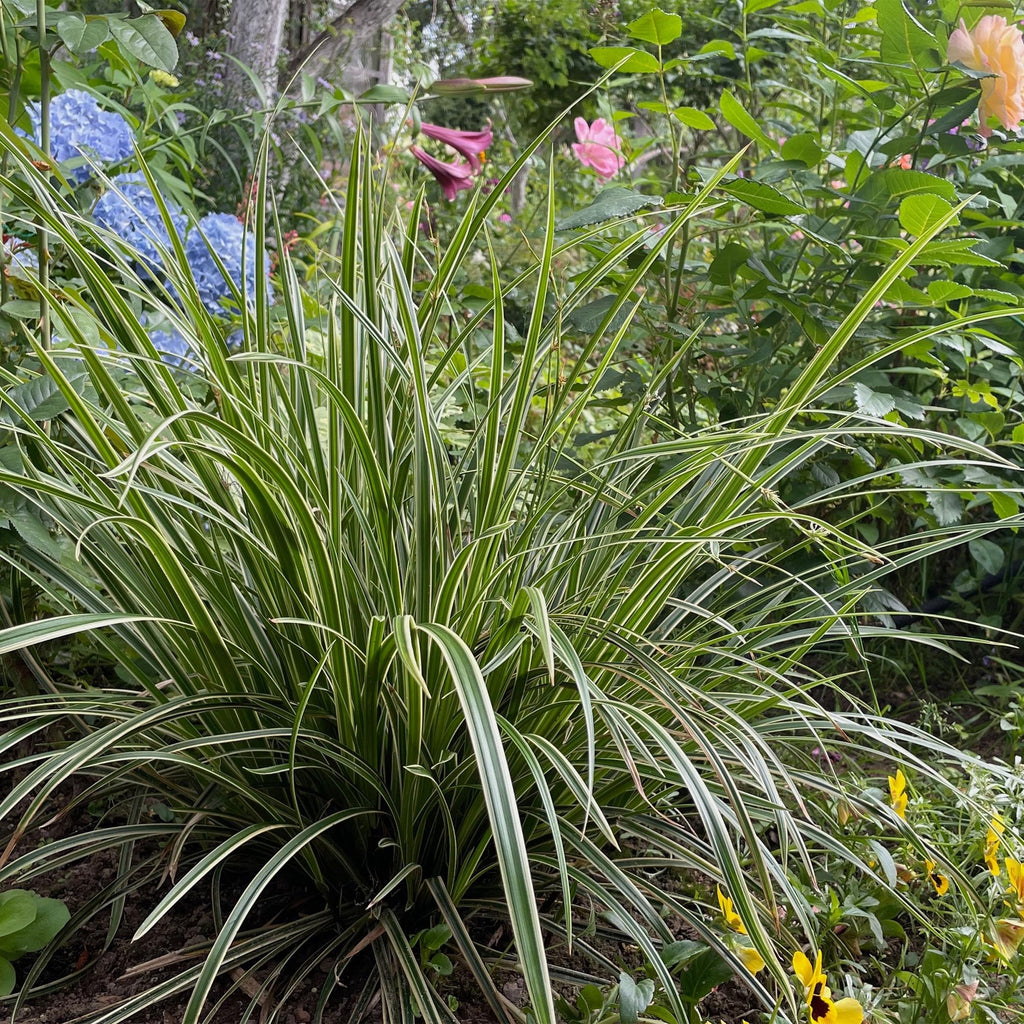 Siergrassen - Carex morrowii Ice Dance  - Wit & Groen - 2 Planten - Bladhoudend - Weinig Onderhoud - Pot 17cm Hoogte 50cm