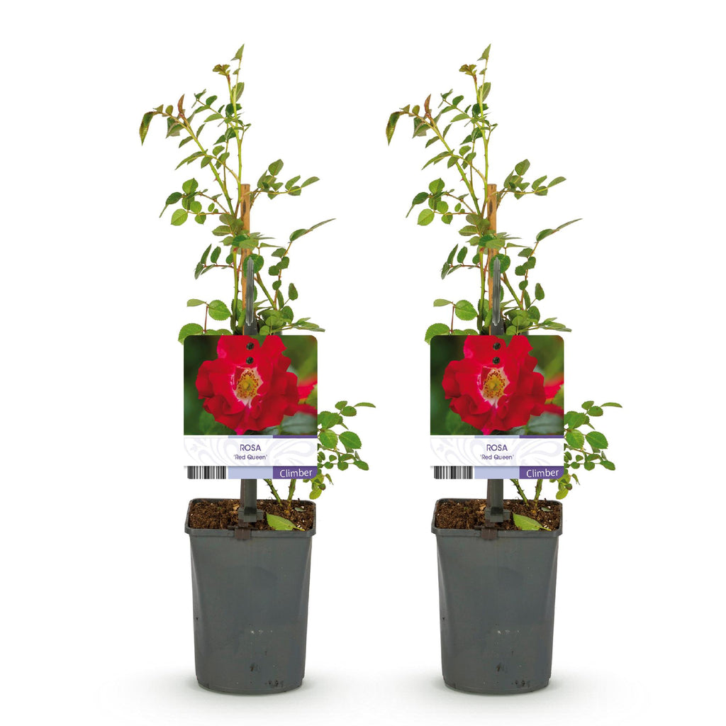 Klimroos - Rosa Red Queen - Bloem Rood - Weinig onderhoud - 2 planten - Pot 11cm Hoogte 40cm