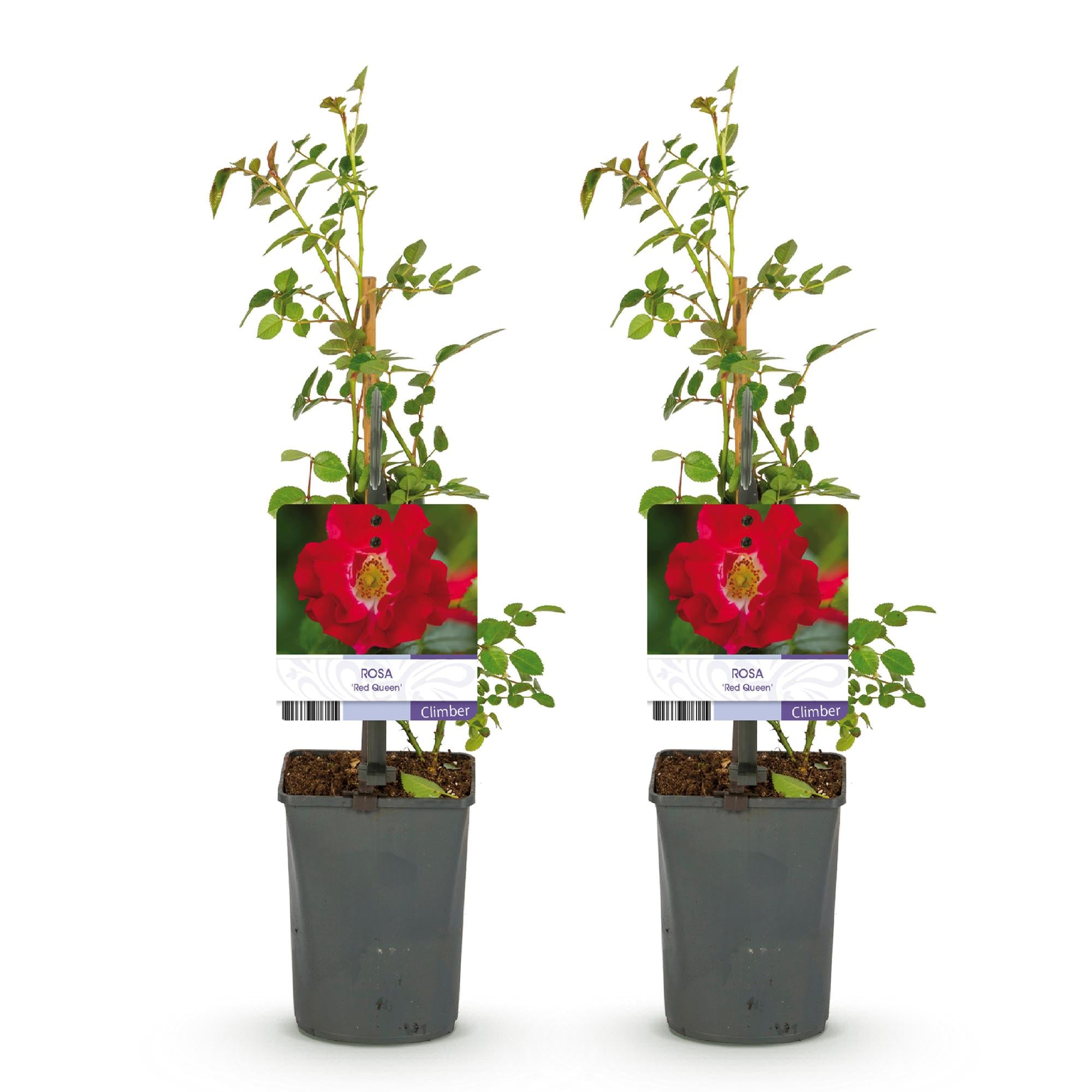 Klimroos - Rosa Red Queen - Bloem Rood - Weinig onderhoud - 2 planten - Pot 11cm Hoogte 40cm