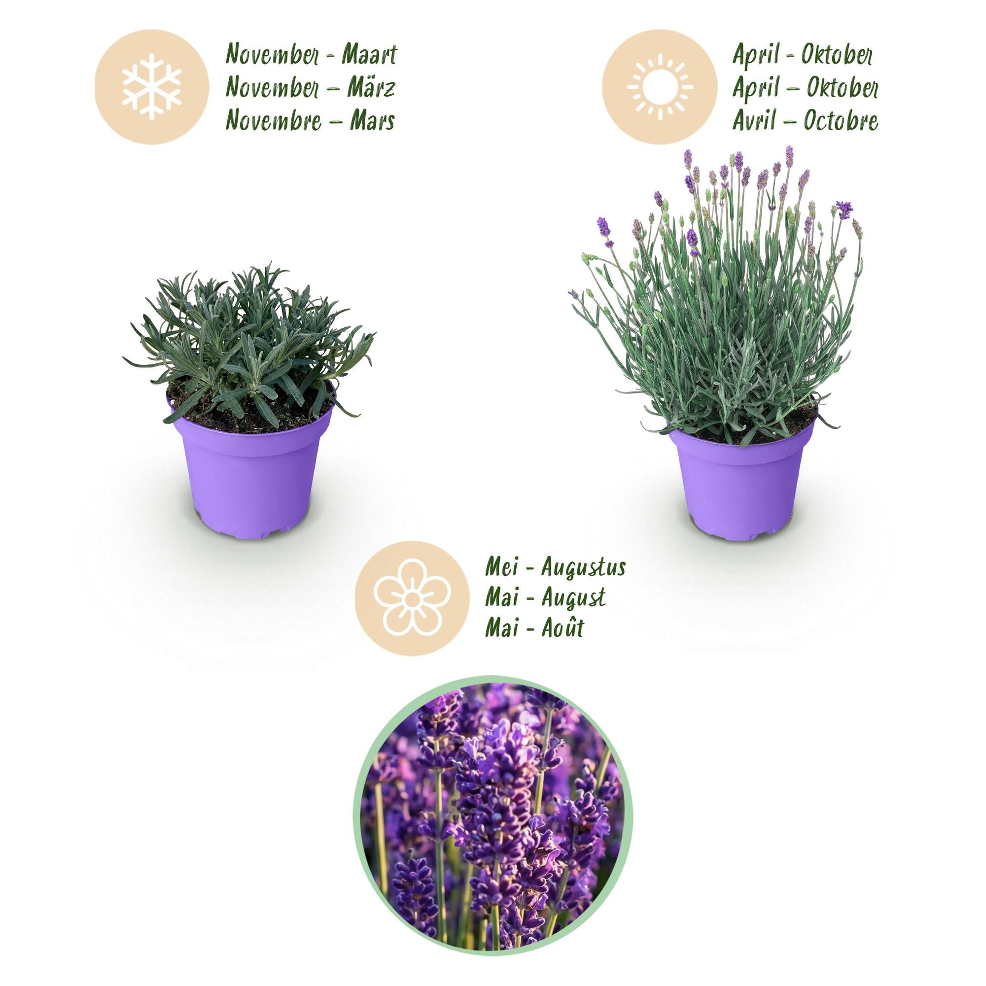 Tuinplant - Lavandula angustifolia Munstead - Lavendel - Winterhard - Paars - 1 Plant - Pot 12cm - Hoogte 15-25cm
