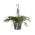 Davallia Bullata - Ø17cm - ↕30cm