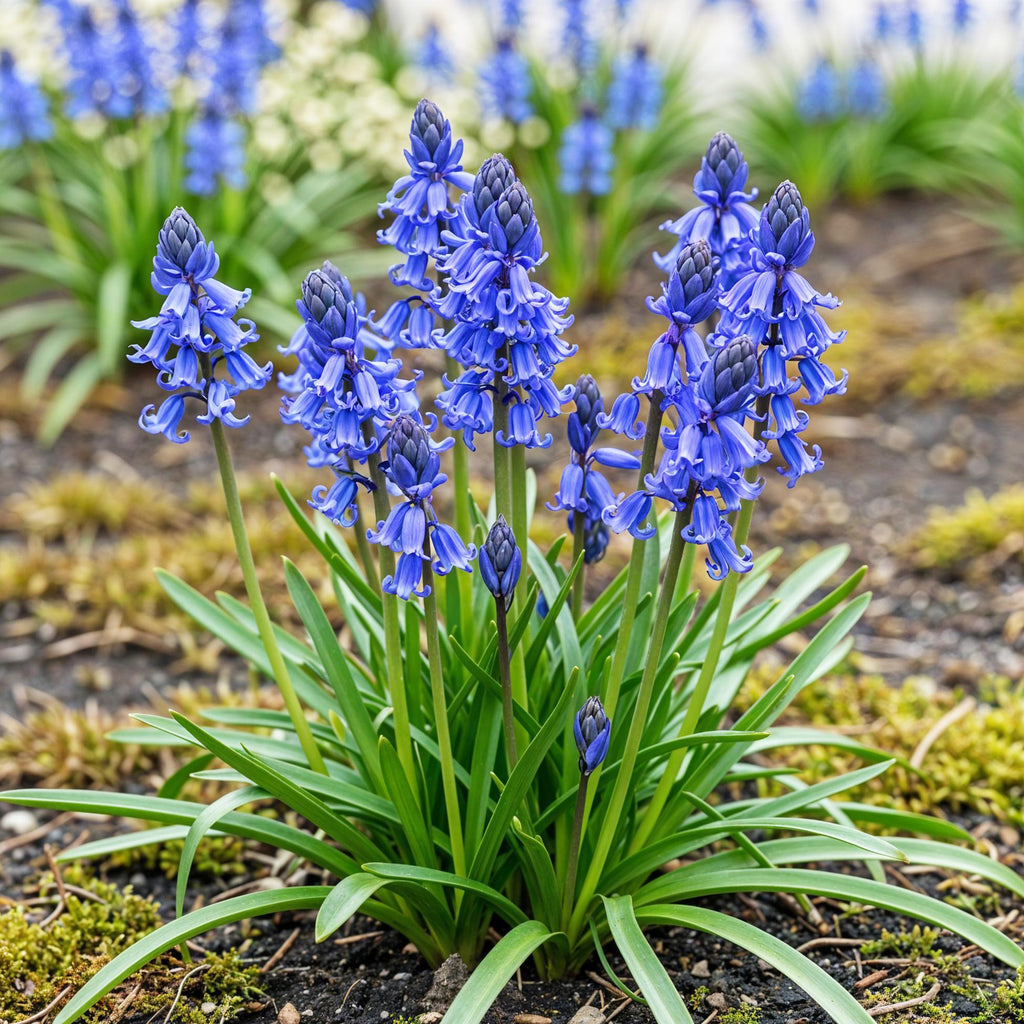 Bloembollen - Hyacinthoides non Scripta - Kleur Blauw - 20 stuks - Bolmaat 7/8 - XXL Pack