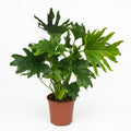 Kamerplant - Philodendron - Philodendron Lickety split - Groen - Weinig onderhoud - 1 Plant - Pot 19cm - Hoogte 70cm