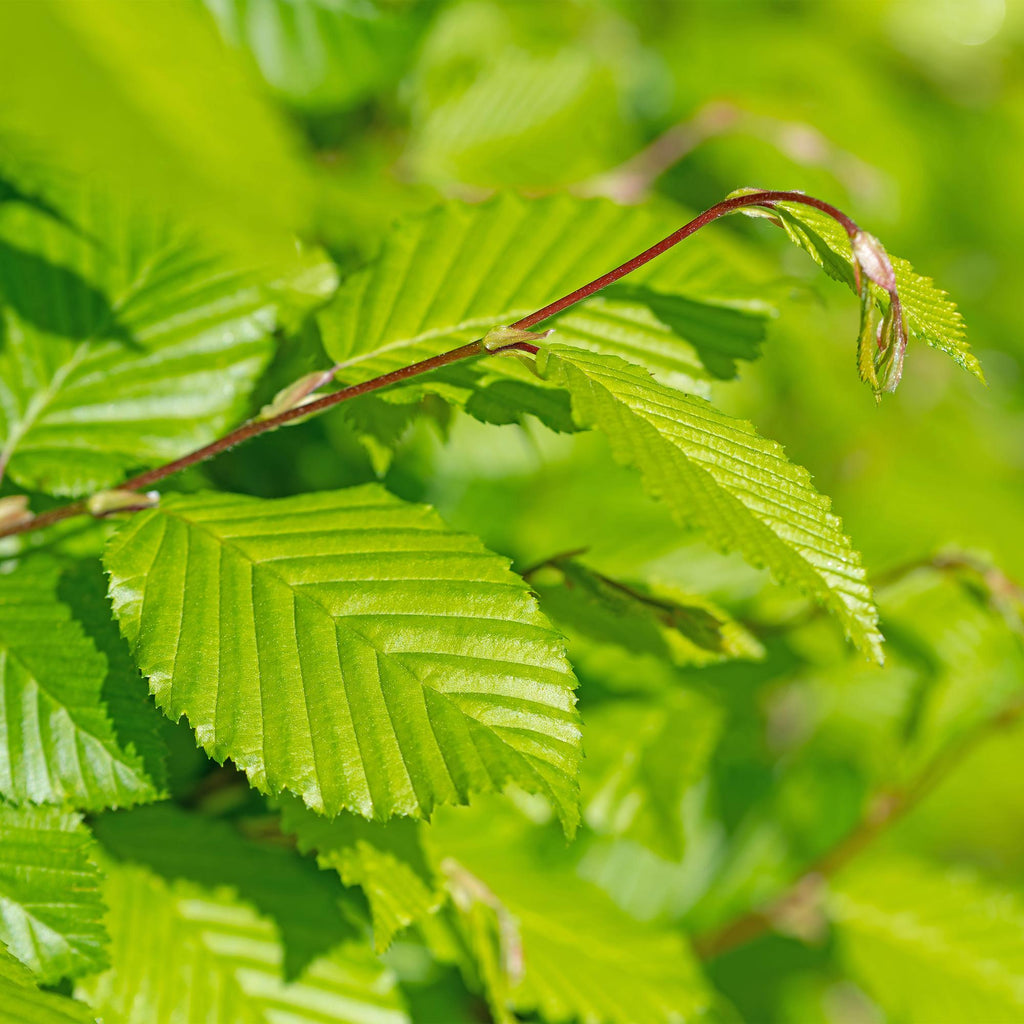 Haagplanten - Carpinus betulus -  blad groen - 6 planten - 1 strekkende meter - bladverliezend - pot 17cm hoogte 55cm