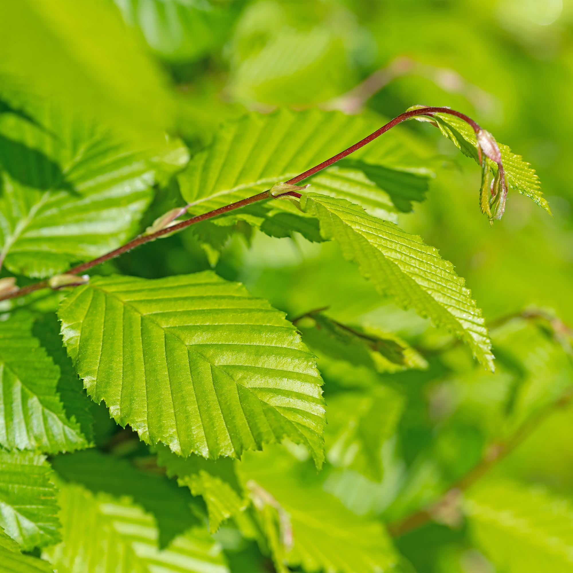 Haagplanten - Carpinus betulus -  blad groen - 6 planten - 1 strekkende meter - bladverliezend - pot 17cm hoogte 55cm
