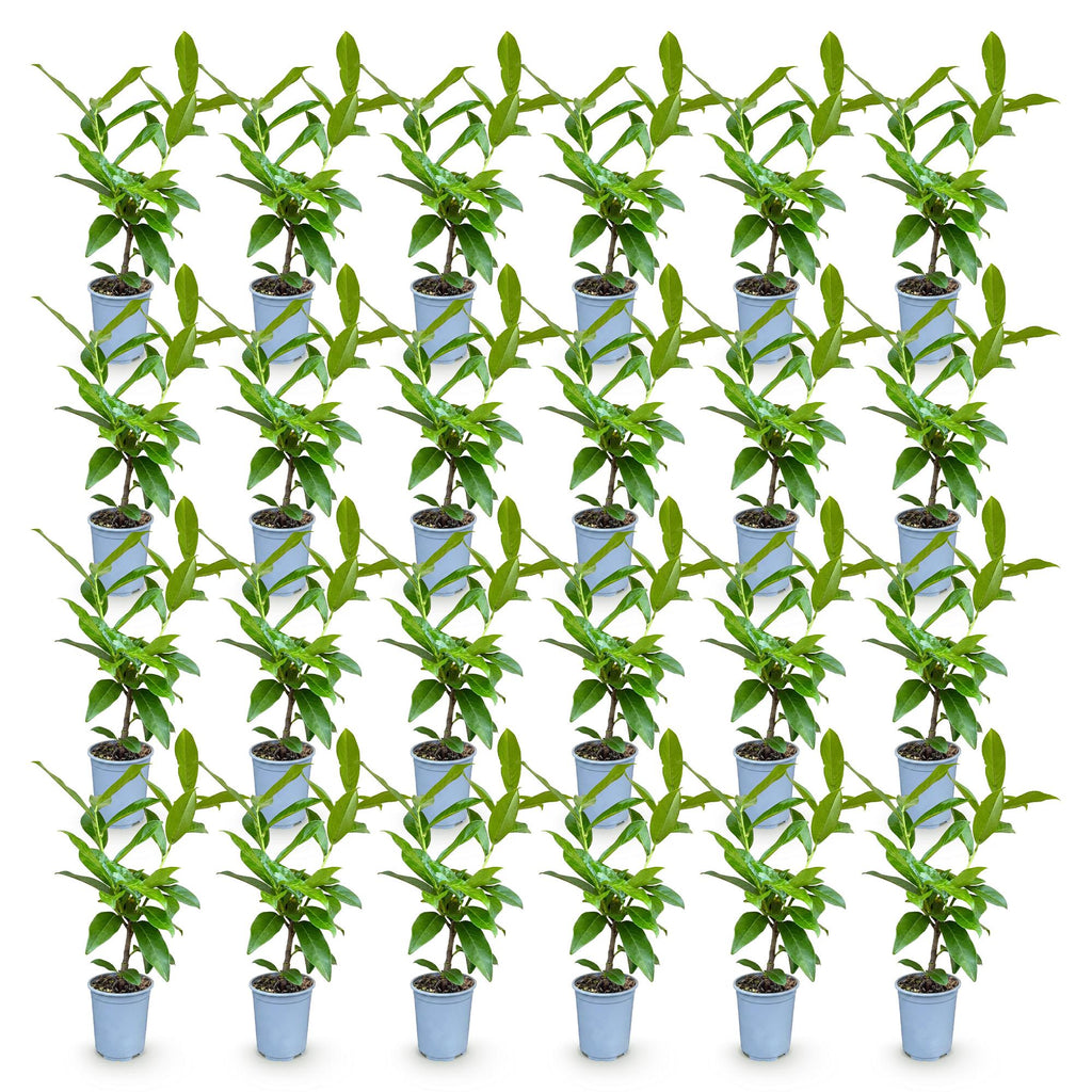 24x Prunus laur. Novita - Laurierkers - Haagplanten - Groenblijvend - Groen - Pot 9cm - Hoogte 25-35cm