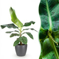 Kamerplanten - Musa acuminata Dwarf Cavendisch - Bananenplant - Weinig onderhoud - Groen - 1 Plant - met Potter Grijs - Pot 21cm - Hoogte 70-75cm