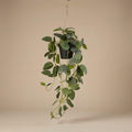 Fittonia - hangplant in pot - 70 cm - Kunstplant
