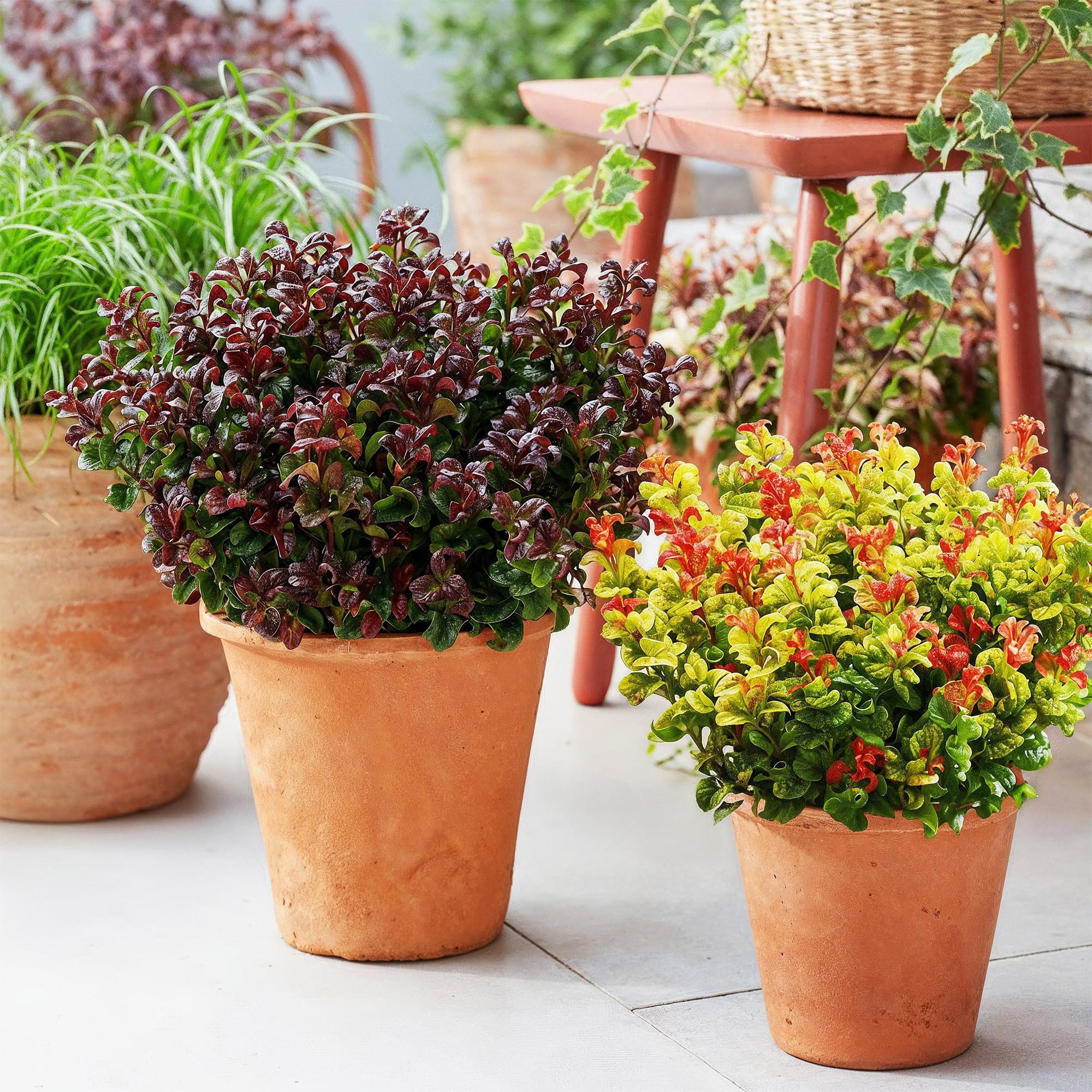 Tuinplant - Leucothoe Curly Duo - Geel & Rood - 2 Planten - Groenblijvend - Weinig Onderhoud - Pot 17cm Hoogte 40cm