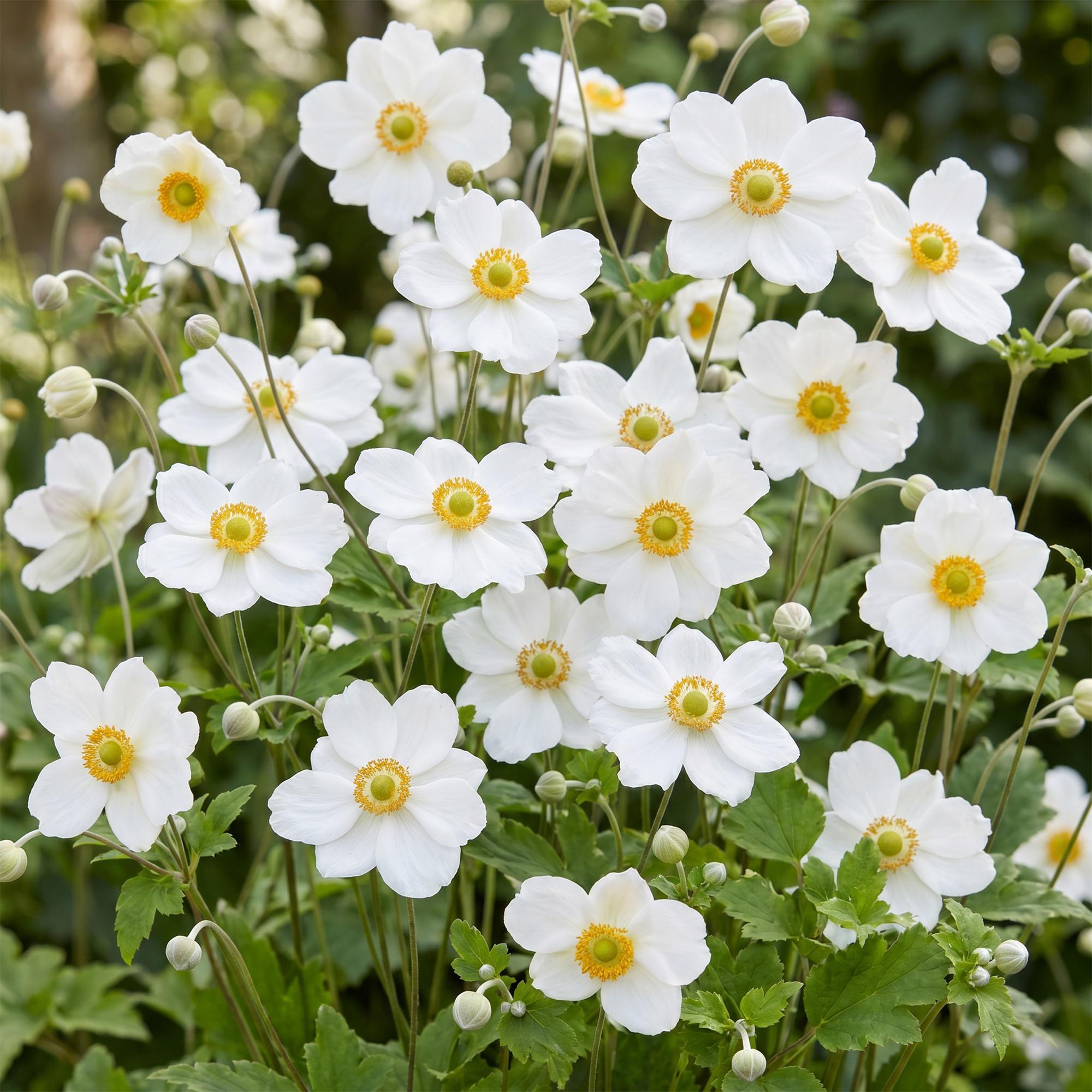 Vasteplant - Anemone hybr. Hon. Jobert - Herfst Anemoon - Schaduw - Wit - 6 Planten - Pot 11cm - Hoogte 15-25cm