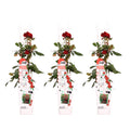 3x - Rosa Crazy in love 'Red' - ↨65cm - Ø15