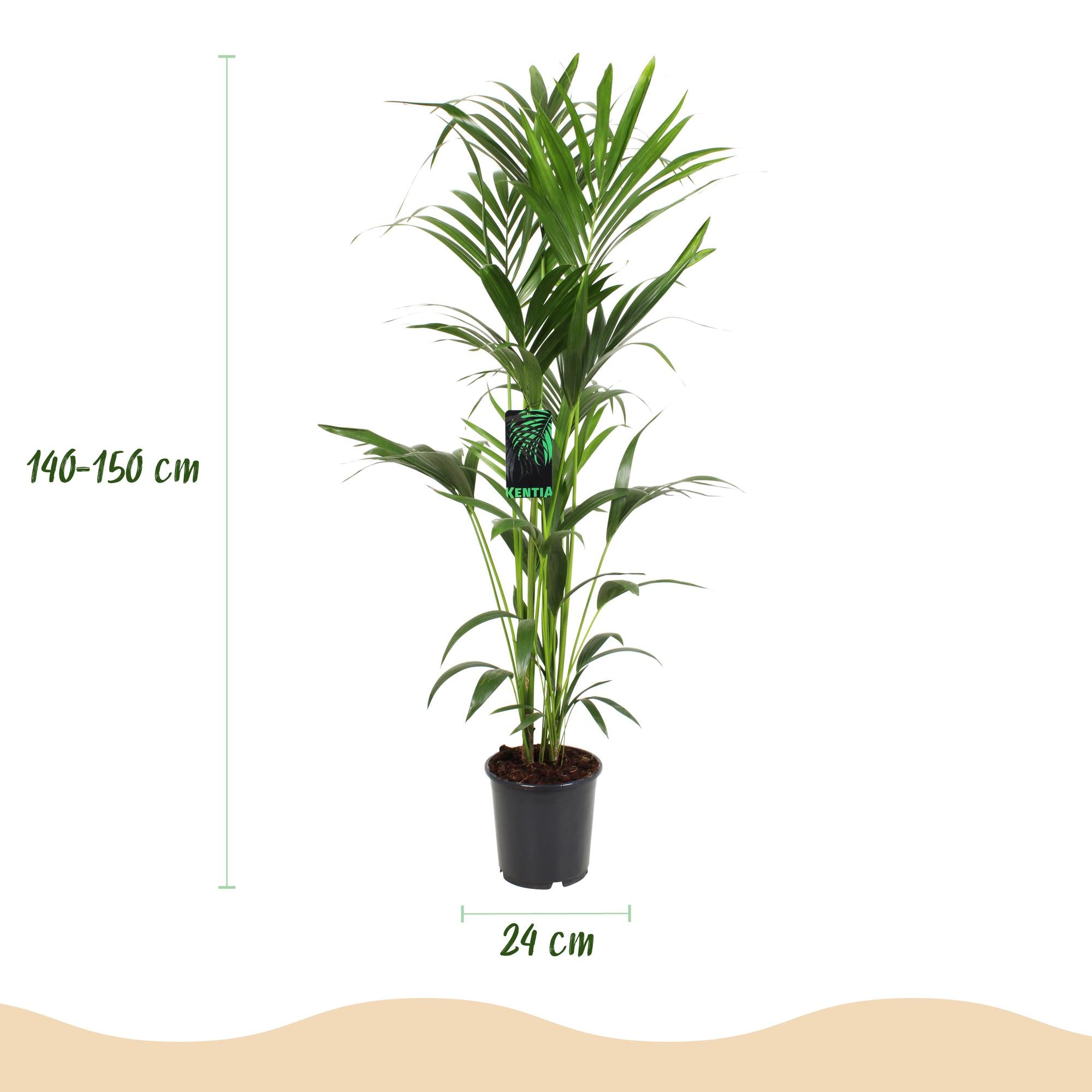 Kamerplant - Howea Forsteriana - Kentia Palm - Weinig Onderhoud - Groen - 1 plant - Pot 24cm - Hoogte 140-150cm