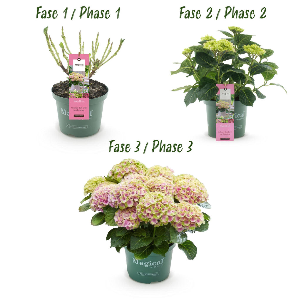 Terrasplant - Hortensia - Hydrangea Magical Jewel Pink - Roze - 6-10 Bloemen - 2 Planten - Pot 23cm Hoogte 55cm