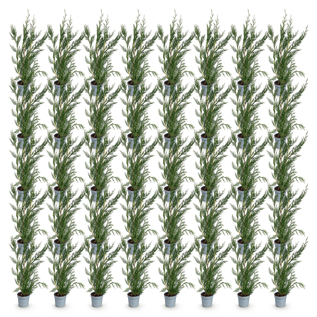 40x Cupressocyparis leylandii 2011 - Leylandii - Haagplanten - Groenblijvend - Groen - Pot 9cm - Hoogte 30-40cm