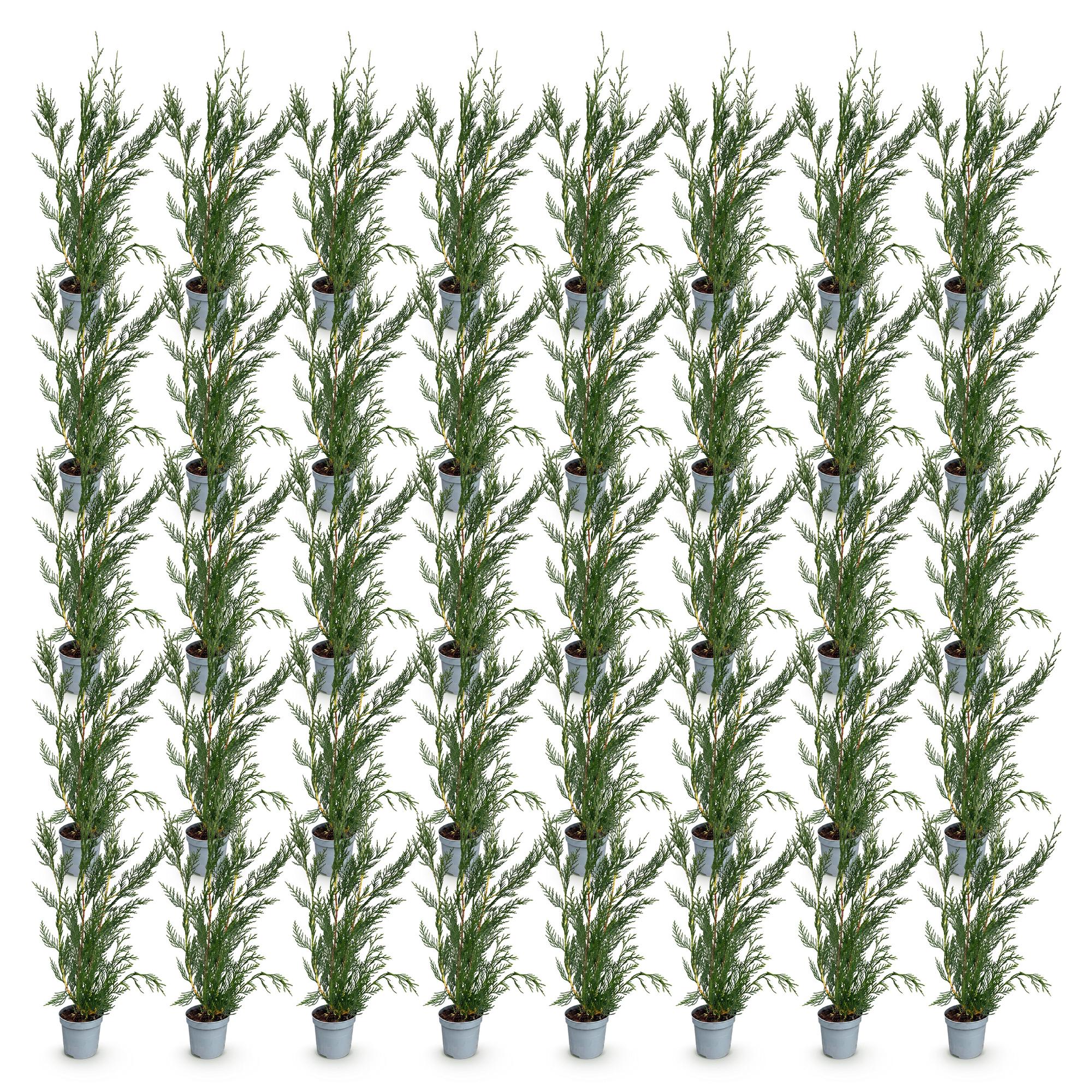 40x Cupressocyparis leylandii 2011 - Leylandii - Haagplanten - Groenblijvend - Groen - Pot 9cm - Hoogte 30-40cm