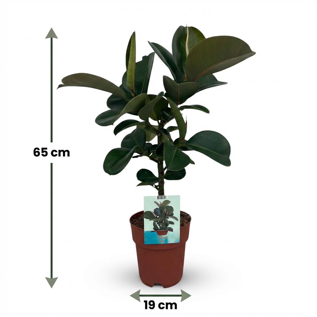 Kamerplant - Rubberplant - Ficus Elastica Cloe - Groen - Weinig onderhoud - 1 Plant - Pot 19cm - Hoogte 65cm