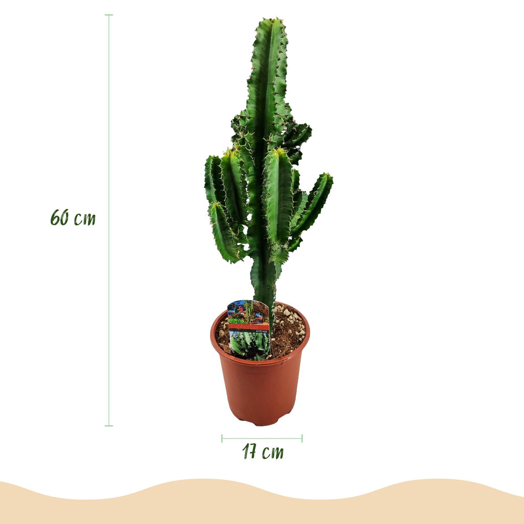 Kamerplant - Euphorbia eritrea - Afrikaanse melkboom - Weinig onderhoud - Groen - 1 - Pot 17cm - Hoogte 60cm