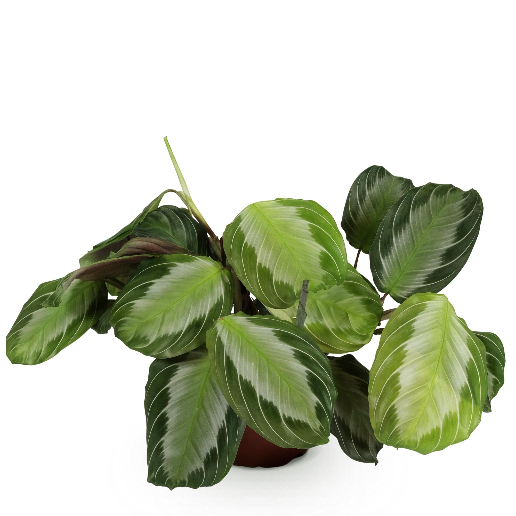 Kamerplant - Maranta Fascinator Silverband - Gebedsplant - Huisdiervriendelijke Plant - Groen - 1 Plant - Pot 12cm - Hoogte 25cm