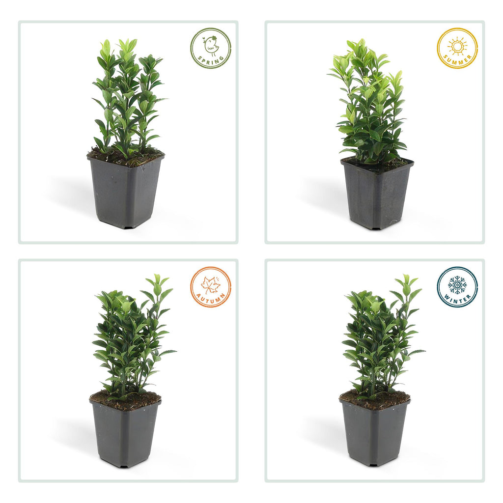 24x Euonymus jap. Green Spire - ↕10-25cm - Ø9cm