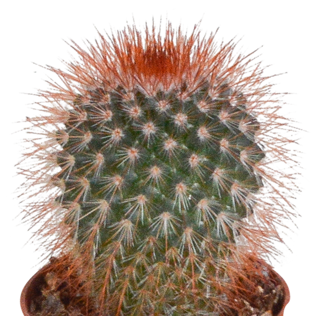 Cactus mix 5.5 cm - 10x - zonder pot