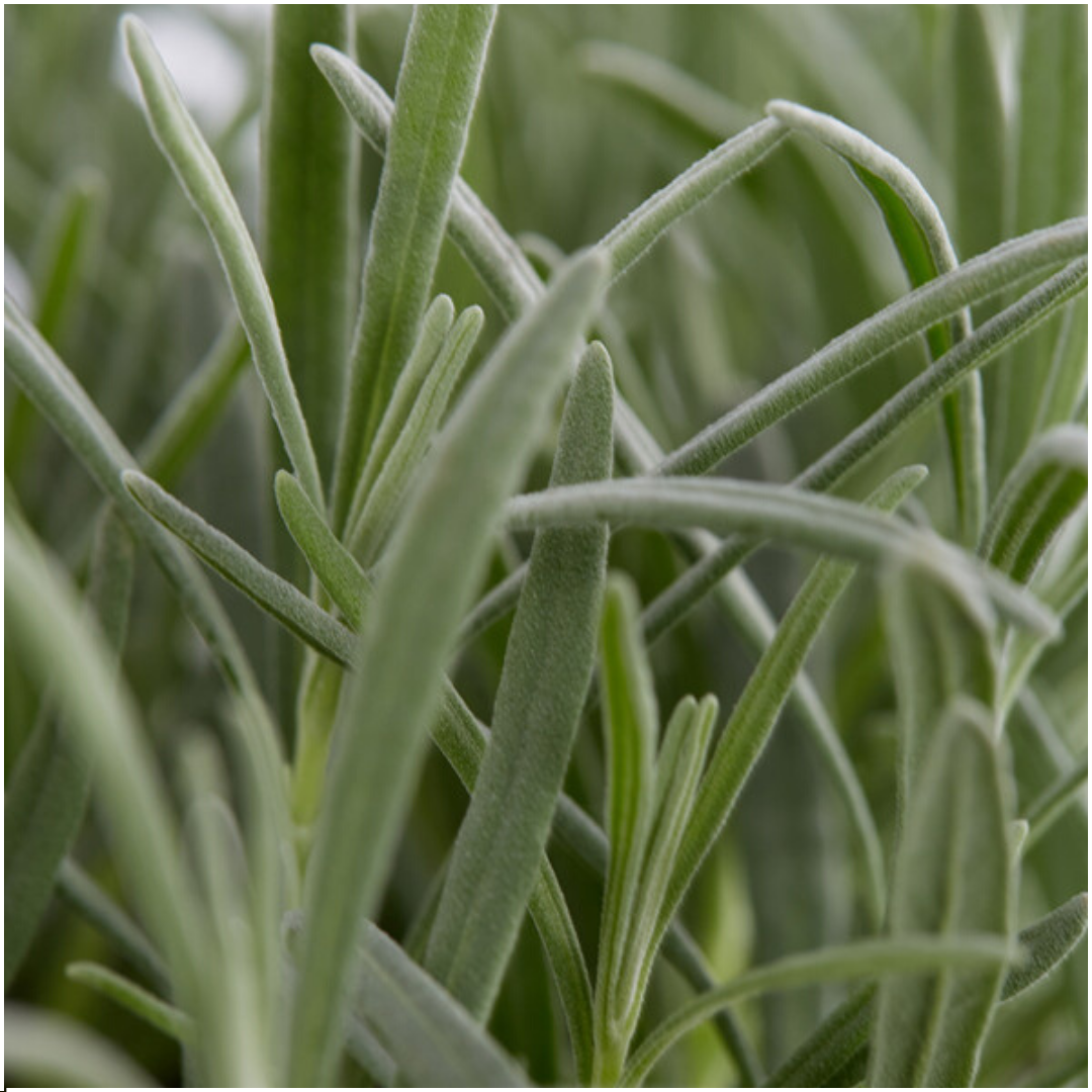 8 x 6 pack Lavendel angustifolia - Ø7 cm - ↕15 cm