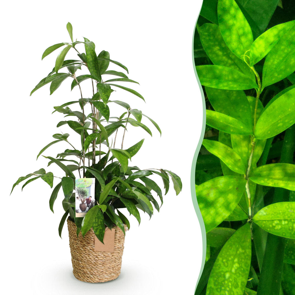 Green is... Kamerplanten - Dracaena surculosa - Drakenbloedboom - Weinig onderhoud - met mand - Groen - 1 Plant - Pot 17cm - Hoogte 60-70cm
