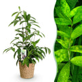 Green is... Kamerplanten - Dracaena surculosa - Drakenbloedboom - Weinig onderhoud - met mand - Groen - 1 Plant - Pot 17cm - Hoogte 60-70cm