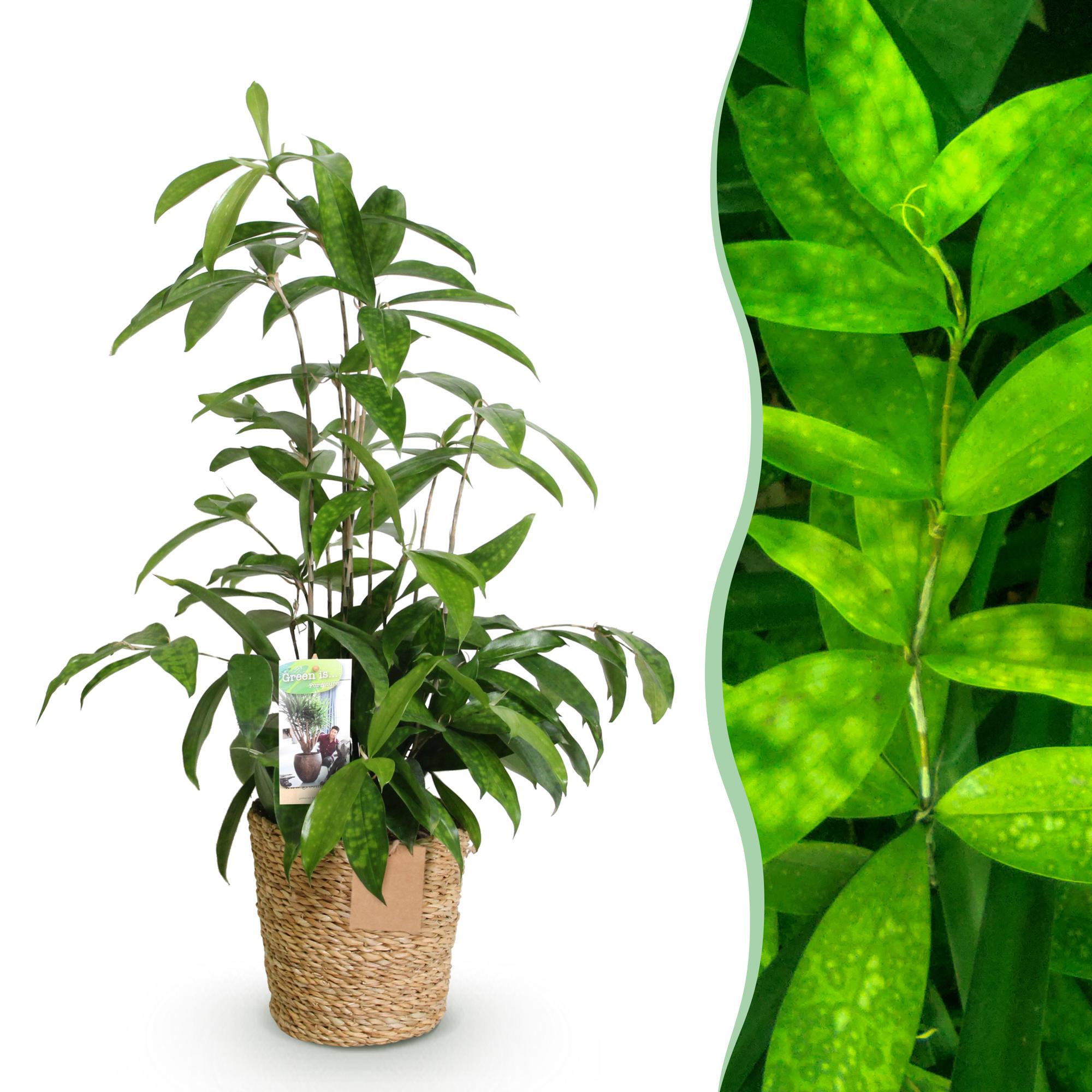Green is... Kamerplanten - Dracaena surculosa - Drakenbloedboom - Weinig onderhoud - met mand - Groen - 1 Plant - Pot 17cm - Hoogte 60-70cm