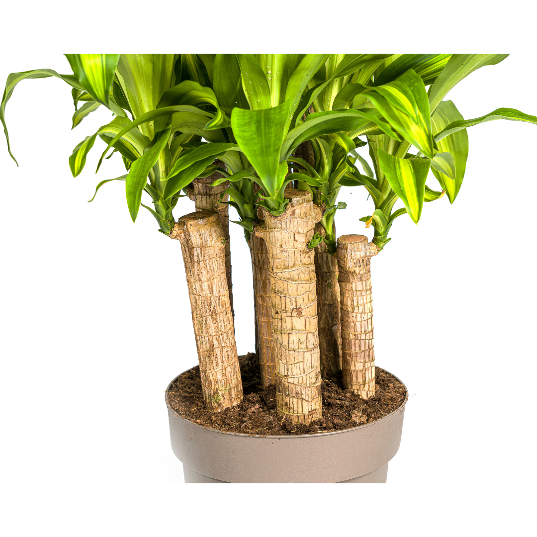Dracaena Fragrans Massangeana Carrousel Ø30cm - ↕130 - 150cm