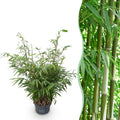 Grassen - Fargesia robusta Pingwu - Niet Woekerende Bamboe - Bladhoudend - Groen - 1 Plant - Pot 23 cm - Hoogte 80 cm