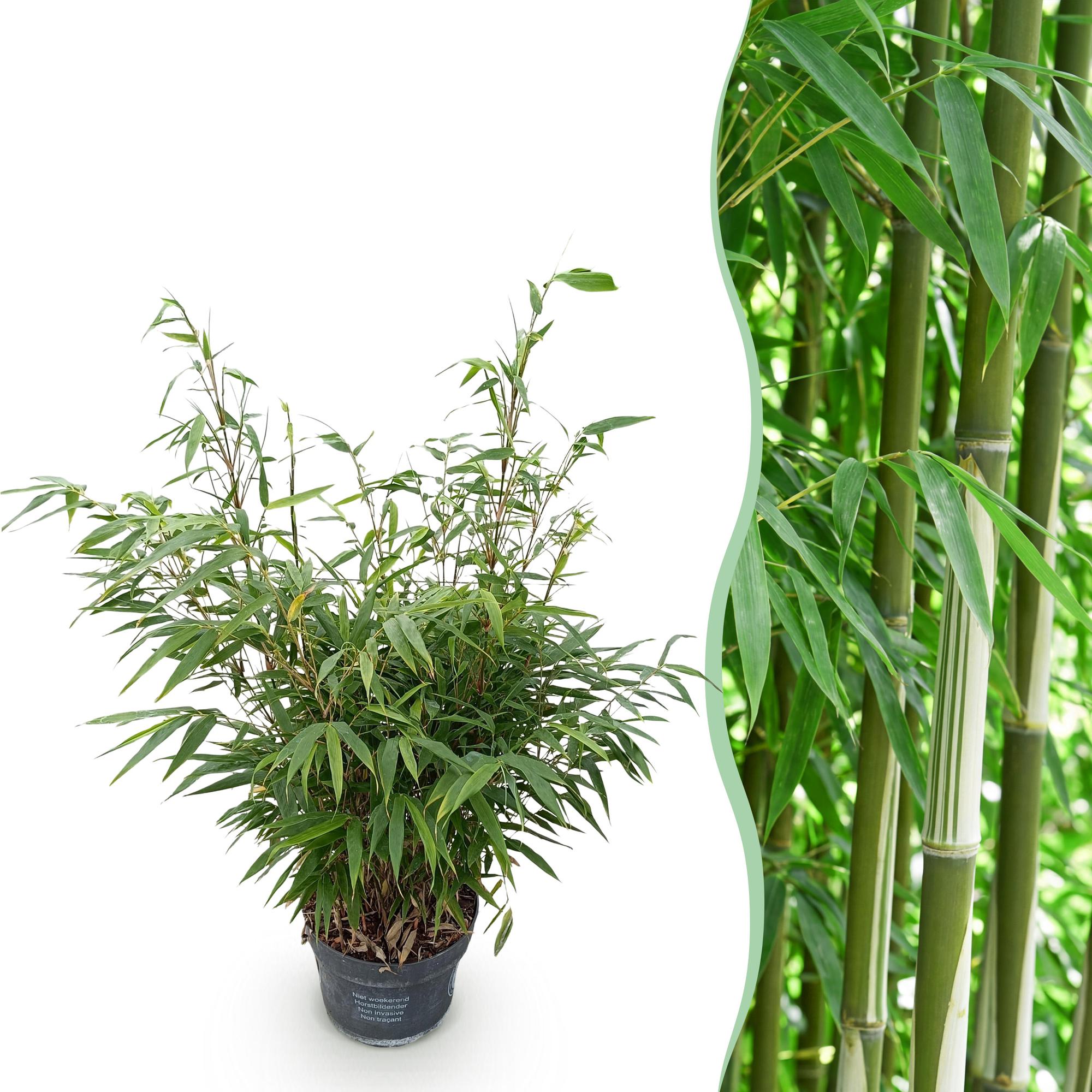 Grassen - Fargesia robusta Pingwu - Niet Woekerende Bamboe - Bladhoudend - Groen - 1 Plant - Pot 23 cm - Hoogte 80 cm