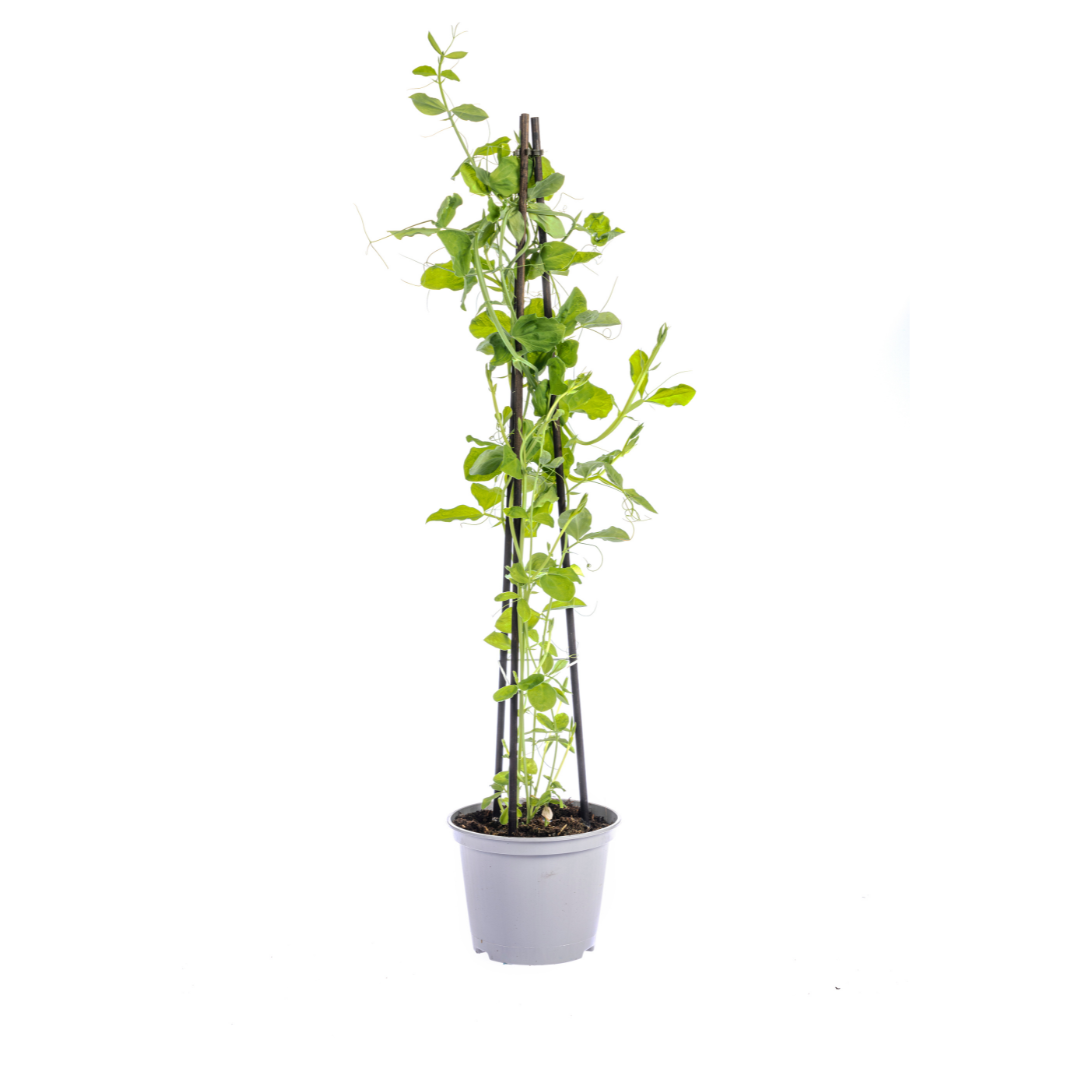 4x Mix Set uit Kletterpflanten: Rhodochiton, Cobea, Lathyrus & Ipomoea Ø13 cm - ↕60 cm