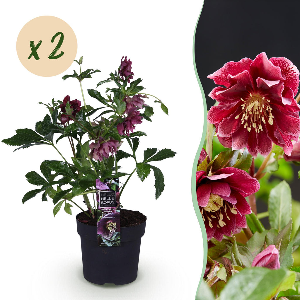 Tuinplant - Lenten Rose - Helleborus orientalis Double Ellen Red - Rode Bloem -2 Planten - Groenblijvend - Pot 14cm Hoogte 35cm