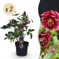 Tuinplant - Lenten Rose - Helleborus orientalis Double Ellen Red - Rode Bloem -2 Planten - Groenblijvend - Pot 14cm Hoogte 35cm