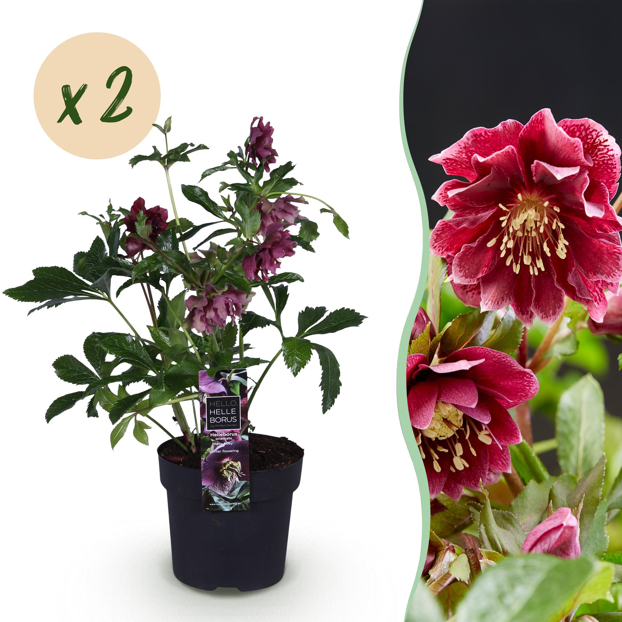 Tuinplant - Lenten Rose - Helleborus orientalis Double Ellen Red - Rode Bloem -2 Planten - Groenblijvend - Pot 14cm Hoogte 35cm