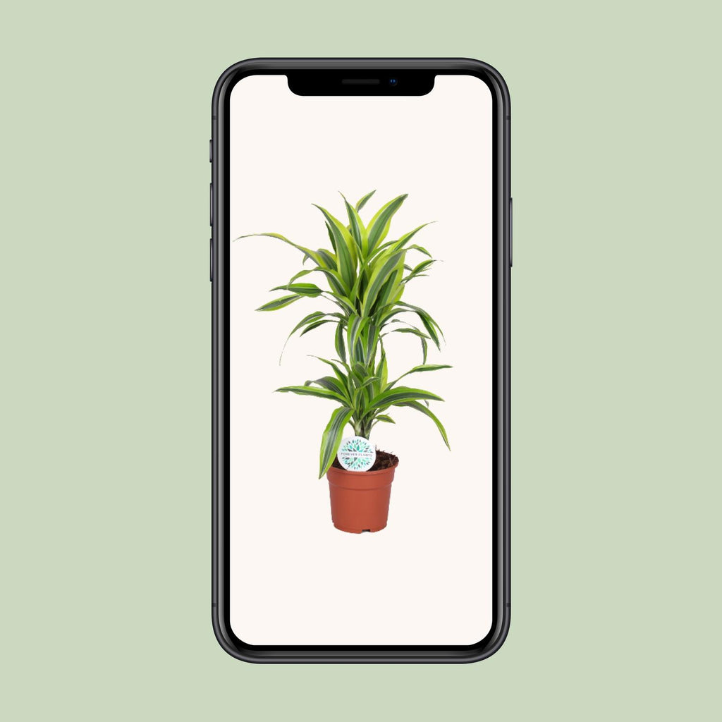 Dracaena Lemon Lime - Ø17cm - ↕65cm