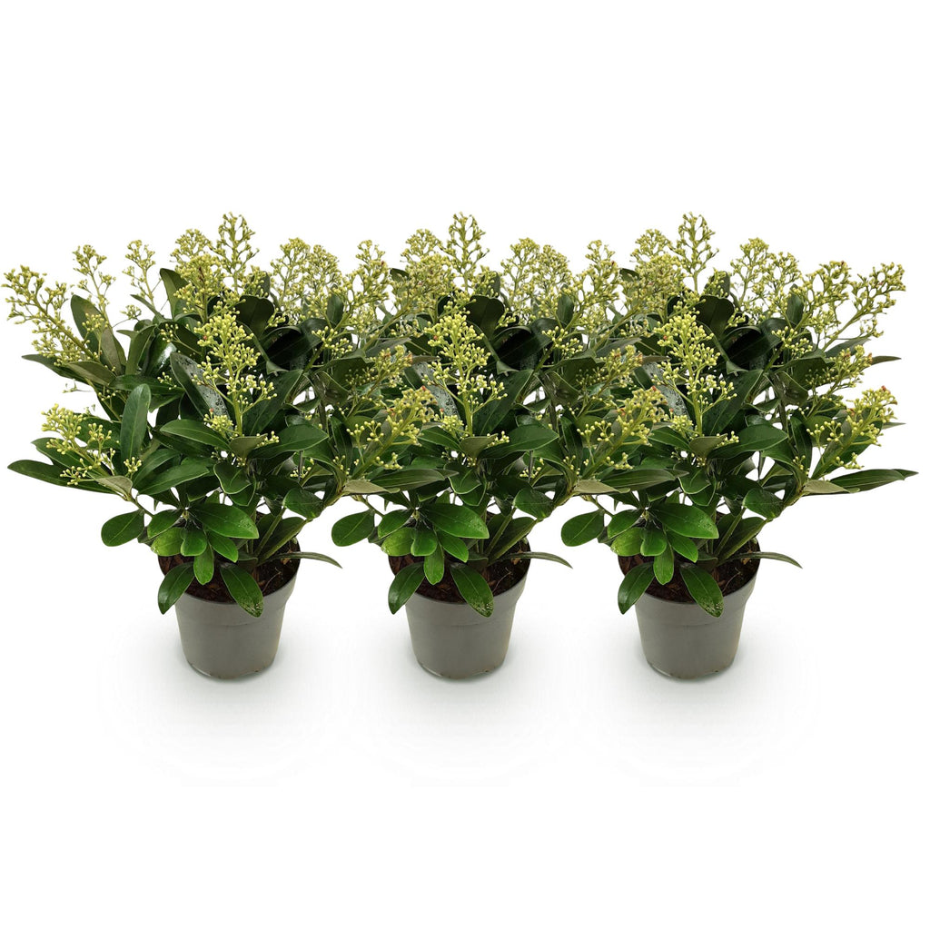 Terrasplant - Skimmia japonica Finchy - Bloem Wit - 15+ Bloemen - 3 Planten - Winterhard - Pot 15cm Hoogte 30cm