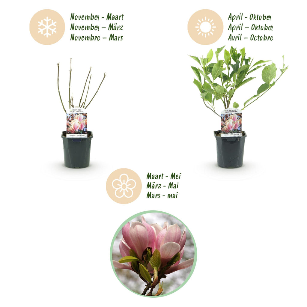 Heesters -  Magnolia Soulangiana  - Bloemen Licht Roze - 1 Plant - Bladverliezend - Weinig Onderhoud - Pot 17cm Hoogte 45cm