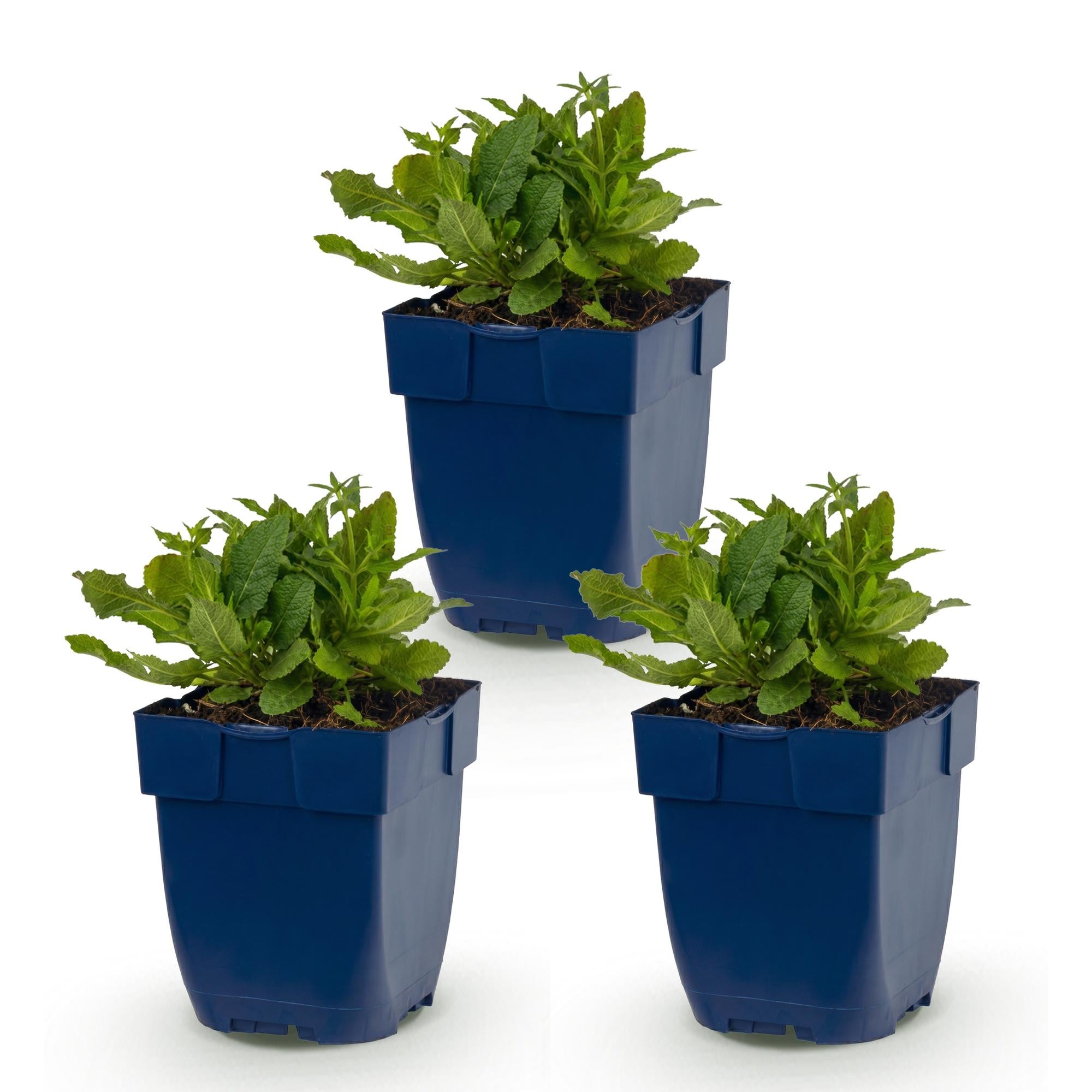 Vasteplant - Salvia nem. Schneehügel - Salie - Bijen en Vlinderlokkers - Wit - 3 Planten - Pot 11cm - Hoogte 15-25cm