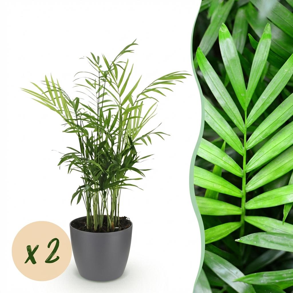 Kamerplant - Chamaedorea elegans - Goudpalm - Huisdiervriendelijke Plant - Groen - 2 Planten - met Potter Grijs - Pot 12cm - Hoogte 15cm